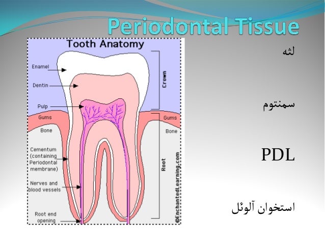 dental circular contour definition dental circular contour definition