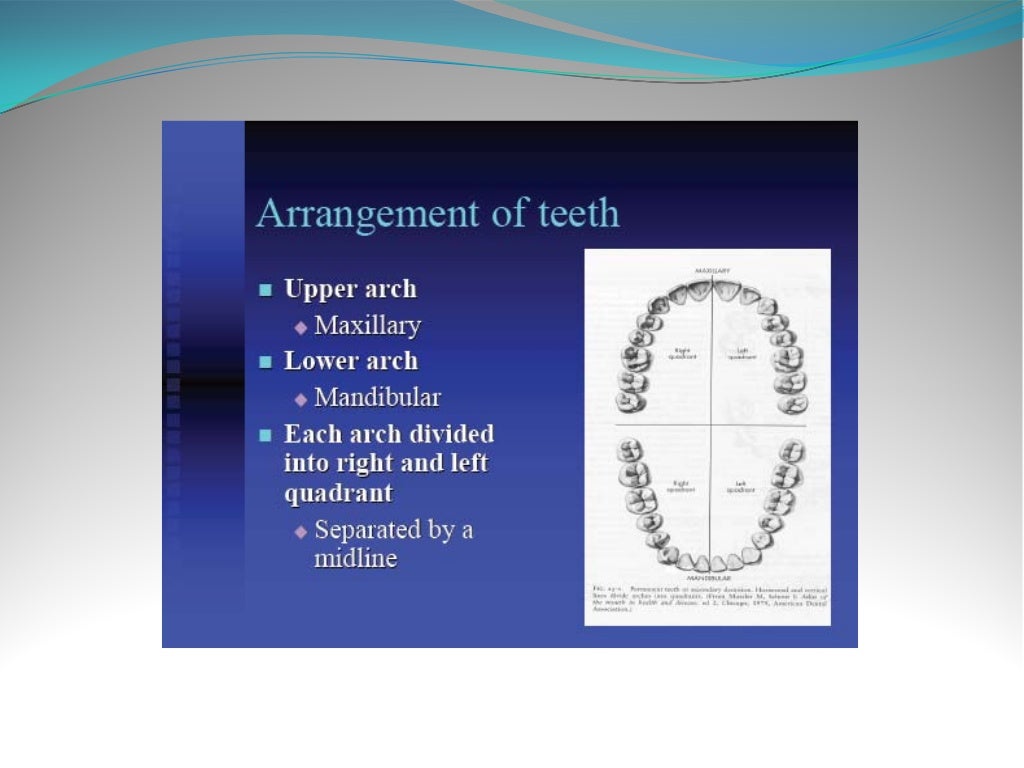 Anatomy and morphology of teeth