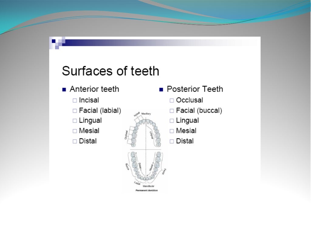 Anatomy and morphology of teeth