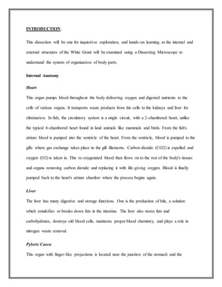 INTRODUCTION:
This dissection will be one for inquisitive exploration, and hands-on learning as the internal and
external structures of the White Grunt will be examined using a Dissecting Microscope to
understand the system of organization of body parts.
Internal Anatomy
Heart
This organ pumps blood throughout the body delivering oxygen and digested nutrients to the
cells of various organs. It transports waste products from the cells to the kidneys and liver for
elimination. In fish, the circulatory system is a single circuit, with a 2-chambered heart, unlike
the typical 4-chambered heart found in land animals like mammals and birds. From the fish's
atrium blood is pumped into the ventricle of the heart. From the ventricle, blood is pumped to the
gills where gas exchange takes place in the gill filaments. Carbon dioxide (CO2) is expelled and
oxygen (O2) is taken in. This re-oxygenated blood then flows on to the rest of the body's tissues
and organs removing carbon dioxide and replacing it with life-giving oxygen. Blood is finally
pumped back to the heart's atrium chamber where the process begins again.
Liver
The liver has many digestive and storage functions. One is the production of bile, a solution
which emulsifies or breaks down fats in the intestine. The liver also stores fats and
carbohydrates, destroys old blood cells, maintains proper blood chemistry, and plays a role in
nitrogen waste removal.
Pyloric Caeca
This organ with finger-like projections is located near the junction of the stomach and the
 