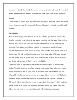 intestines. It is thought that through the secretion of enzymes it assists in breaking down the food
further and absorbs needed nutrients, yet the function of this organ is still not well understood.
Gonads
Gonads are the sex organs. Males have paired testes that produce sperm, and females have paired
ovaries that produce eggs. In most cases, fertilization of the eggs is performed externally, called
spawning.
Swim Bladder
Most fish have an organ called the swim bladder. It is a flexible, gas-filled sac located in the
dorsal or top portion of the body cavity and helps to control the fish's buoyancy. Since fish have
a density that is heavier than water, they need this swim bladder to not sink when they stop
swimming. There are two types of swim bladders, the physostomous and physoclistous.
Fish with a physostomous swim bladder are usually found in shallow water, though some are in
deeper water. They will expel bubbles as they swim closer to the surface of the water and then
they will swallow air at the surface before diving back down into the water. This air is passed
into the guts and then they will force it into the swim bladder.
On the other hand, the physoclistous swim bladder is completely closed off from the swim
bladder. These fish are able to control gas exchange or the amount of gas in their swim bladder
through the capillaries that are found where the membrane of the swim bladder is very thin.
When a fish is too buoyant, and starts to float upward, gas diffuses out of the swim bladder into
the blood. The gas in the blood is removed at the gill filaments and expelled. Conversely, if a
fish starts to sink, air enters the swim bladder via a gas gland. . Sometimes if a fish is caught and
quickly brought to the surface from deep water, their swim bladder may expand so fast that it
inflates into their mouth or even burst which usually will kill the fish, unfortunately
 