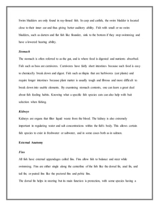 Swim bladders are only found in ray-finned fish. In carp and catfish, the swim bladder is located
close to their inner ear and thus giving better auditory ability. Fish with small or no swim
bladders, such as darters and flat fish like flounder, sink to the bottom if they stop swimming and
have a lowered hearing ability.
Stomach
The stomach is often referred to as the gut, and is where food is digested and nutrients absorbed.
Fish such as bass are carnivores. Carnivores have fairly short intestines because such food is easy
to chemically break down and digest. Fish such as tilapia that are herbivores (eat plants) and
require longer intestines because plant matter is usually tough and fibrous and more difficult to
break down into usable elements. By examining stomach contents, one can learn a great deal
about fish feeding habits. Knowing what a specific fish species eats can also help with bait
selection when fishing.
Kidneys
Kidneys are organs that filter liquid waste from the blood. The kidney is also extremely
important in regulating water and salt concentrations within the fish's body. This allows certain
fish species to exist in freshwater or saltwater, and in some cases both as in salmon.
External Anatomy
Fins
All fish have external appendages called fins. Fins allow fish to balance and steer while
swimming. Fins are either single along the centerline of the fish like the dorsal fin, anal fin, and
tail fin; or paired fins like the pectoral fins and pelvic fins.
The dorsal fin helps in steering but its main function is protection, with some species having a
 