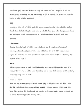 very sharp, spiny dorsal fin. Pectoral fins help fish balance and turn. The pelvic fin and anal
fin are located on the belly and help with steering as well as balance. The tail fin, also called the
caudal fin helps propel a fish forward.
Gills
Located on either side of a fish's head, gills remove oxygen from the water and diffuse carbon
dioxide from the body. The gills are covered by a flexible bony plate called the operculum. Some
fish have spines located on the operculum as a defense mechanism to protect them from
predators.
Lateral Line
Running down the length of a fish's body is the lateral line. It is made up of a series of
microscopic holes located just under the scales of the fish. One of the fish's primary sense
organs, the lateral line can sense low vibrations in the water, and is capable of determining the
direction of their source.
Nares
All fish possess a sense of smell. Paired holes called nares, are used for detecting odors in the
water, and are located on a fish's snout. Some fish, such as some shark varieties, catfish, and eels,
have a very sharp sense of smell.
Scales and Slime
Most fish have scales covering the length of their body. Scales protect fish from injury, much
like skin on the human body. On top of these scales is a mucous covering known as the slime
layer. Slime protects fish from bacteria and parasites in the water. Anglers should be careful not
to remove the slime layer when handling a fish.
 