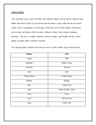 CONCLUSION:
This experiment goes to show that fishes have physical features that are directly related to their
habitat and source of food. It was observed that the Grunt is a type of fish that do not possess
canines. This is an indication as to the types of food they feed on which include invertebrates
such as clams and shrimp which are easily swallowed without much tearing or gripping
necessary. They have a complete digestive system to include a gall bladder and liver and its
gonads are found within its internal structures.
Even though humans and fish do not look the same, we share similar organs and body parts.
Human Fish
Lungs Gills
Intestines Pyloric Caeca
Stomach Stomach
Liver Liver
Ovaries/Testes Ovaries/Testes
Kidneys Kidneys
Ears Lateral Line
Skin Scales & Slime Layer
Nose Nares
Arms Pectoral Fins
Legs Pelvic Fins
 