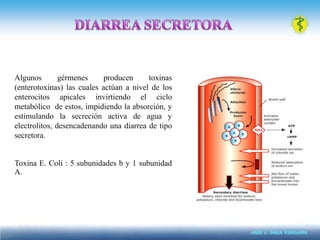 E. COLI ENTERO PATÓGENA