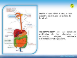 Desde la boca hasta el ano, el tubo digestivo mide unos 11 metros de longitud.transformación de las complejas moléculas de los alimentos en sustancias simples, fácilmente utilizables por el organismo. 