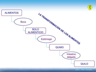 ALIMENTOSBocaLA TRANSFORMACIÓN DE LOS ALIMENTOSBOLO ALIMENTICIOEstómagoQUIMOIntestino delgadoQUILO