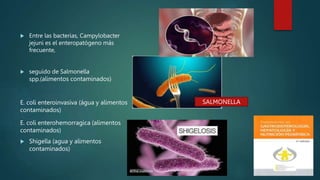  Entre las bacterias, Campylobacter
jejuni es el enteropatógeno más
frecuente,
 seguido de Salmonella
spp.(alimentos contaminados)
E. coli enteroinvasiva (água y alimentos
contaminados)
E. coli enterohemorragica (alimentos
contaminados)
 Shigella (agua y alimentos
contaminados)
SALMONELLA
 