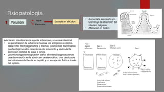 Fisiopatología
Agua
Electrolitos
Excede en el Colon
• Aumenta la secreción y/o
Disminuye la absorción del
intestino delgado
• Alteración en Colon
Afectación intestinal entre agente infeccioso y mucosa intestinal
• La penetración de la barrera mucosa por antígenos extraños,
tales como microorganismos o toxinas. Las toxinas microbianas
pueden ligarse a los receptores del enterocito y estimular la
secreción epitelial de agua e iones.
• Los microorganismos pueden dañar el enterocito produciendo
una disminución en la absorción de electrolitos, una pérdida de
las hidrolasas del borde en cepillo y un escape de fluido a través
del epitelio.
Volumen
 