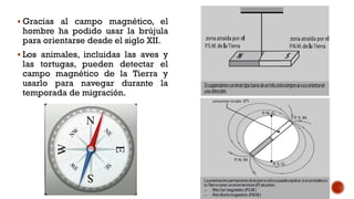  Gracias al campo magnético, el
hombre ha podido usar la brújula
para orientarse desde el siglo XII.
 Los animales, incluidas las aves y
las tortugas, pueden detectar el
campo magnético de la Tierra y
usarlo para navegar durante la
temporada de migración.
 
