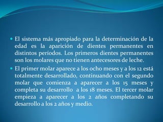 El sistema más apropiado para la determinación de la edad es la aparición de dientes permanentes en distintos períodos. Los primeros dientes permanentes son los molares que no tienen antecesores de leche. El primer molar aparece a los ocho meses y a los 12 está totalmente desarrollado, continuando con el segundo molar que comienza a aparecer a los 15 meses y completa su desarrollo  a los 18 meses. El tercer molar empieza a aparecer a los 2 años completando su desarrollo a los 2 años y medio. 