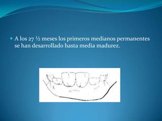 A los 27 ½ meses los primeros medianos permanentes se han desarrollado hasta media madurez.