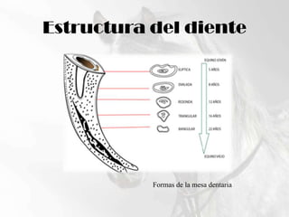 Estructura del dienteFormas de la mesa dentaria