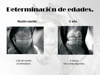 Determinación de edades.Recién nacido½ año1 día de nacido:sin dentadura.6 meses:han salido segundos.