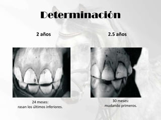 Determinación2 años2.5 años30 meses:mudando primeros.24 meses:rasan los últimos inferiores.