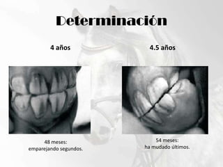 Determinación4 años4.5 años54 meses:ha mudado últimos.48 meses:emparejando segundos.