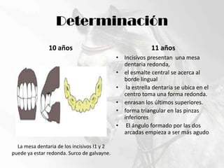 Determinación10 años11 añosIncisivos presentan  una mesa dentaria redonda, el esmalte central se acerca al borde lingual la estrella dentaria se ubica en el centro toma una forma redonda.enrasan los últimos superiores. forma triangular en las pinzas inferiores El ángulo formado por las dos arcadas empieza a ser más agudoLa mesa dentaria de los incisivos I1 y 2 puede ya estar redonda. Surco de galvayne.