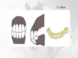11 años