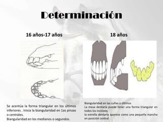 Determinación16 años-17 años18 añosBiangularidad en las cuñas o últimosLa mesa dentaria puede tener una forma triangular en todos los incisivos, la estrella dentaria aparece como una pequeña mancha en posición centralSe acentúa la forma triangular en los últimos inferiores . Inicia la biangularidad en 1as pinzas o centrales.Biangularidad en los medianos o segundos.