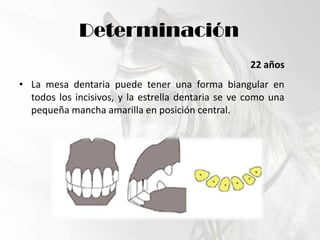 Determinación22 añosLa mesa dentaria puede tener una forma biangular en todos los incisivos, y la estrella dentaria se ve como una pequeña mancha amarilla en posición central.