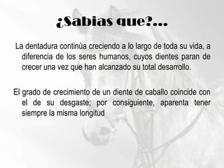 ¿Sabias que?... La dentadura continúa creciendo a lo largo de toda su vida, a diferencia de los seres humanos, cuyos dientes paran de crecer una vez que han alcanzado su total desarrollo.El grado de crecimiento de un diente de caballo coincide con el de su desgaste; por consiguiente, aparenta tener siempre la misma longitud