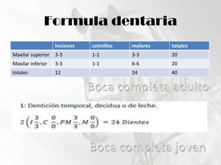 Formula dentariaBoca completa adultoBoca completa joven