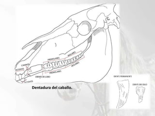 Dentadura del caballo.