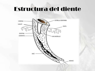 Estructura del diente