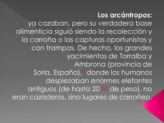 Los arcántropos:
     ya cazaban, pero su verdadera base
 alimenticia siguió siendo la recolección y
   la carroña o las capturas oportunistas y
      con trampas. De hecho, los grandes
                  yacimientos de Torralba y
                    Ambrona (provincia de
       Soria, España),3 donde los humanos
           despiezaban enormes elefantes
     antiguos (de hasta 20 tn de peso), no
eran cazaderos, sino lugares de carroñeo.
 