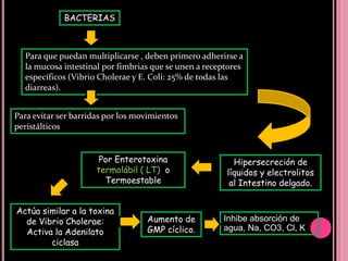 Los virus  son la causa principal de diarreas deshidratantes en menores de 2 años de edad.Los agentes etiológicos más frecuentes son, en orden decreciente, virus, bacterias y parásitosLos rotavirus, serotipos G3 y G1, son los responsables de la mayoría de las diarreas agudas deshidratantes en niños.