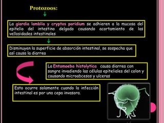 Características macroscopicas  -Heces líquidas sin SANGRE Se le puede asociar: vómitos , fiebre, Disminución del apetitoEDA Acuosa  Frecuencia: El 90% de los casos de diarrea son de este tipo.Evolución : Generalmente remite espontáneamente antes de una  semana. No requiere tto antibióticoEtiología : Rotavirus, E. coli (ECET), Yersinia entercolítica, Giardia, criptosporidium, V. cholerae. Son los mas frecuentemente involucradosEl cuadro típico lo ocasiona el Vibrio cholerae que puede producir cuadros de diarrea líquida abundante.