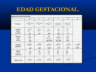 EDAD GESTACIONAL.
 