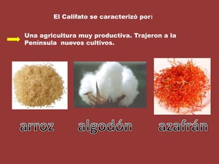 El Califato se caracterizó por:Una agricultura muy productiva. Trajeron a la Península  nuevos cultivos.arrozalgodónazafrán