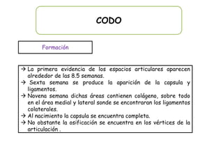 CODO

        Formación


 La primera evidencia de los espacios articulares aparecen
  alrededor de las 8.5 semanas.
 Sexta semana se produce la aparición de la capsula y
  ligamentos.
 Novena semana dichas áreas contienen colágeno, sobre todo
  en el área medial y lateral sonde se encontraran los ligamentos
  colaterales.
 Al nacimiento la capsula se encuentra completa.
 No obstante la osificación se encuentra en los vértices de la
  articulación .
 