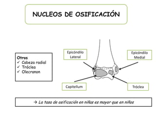 NUCLEOS DE OSIFICACIÓN




                          Epicóndilo                         Epicóndilo
Otros                      Lateral                            Medial
 Cabeza radial
 Tróclea
 Olecranon


                         Capitellum                           Tróclea


         La tasa de osificación en niñas es mayor que en niños
 