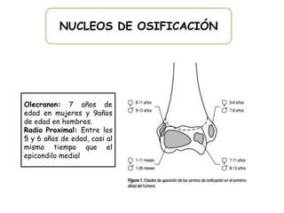 NUCLEOS DE OSIFICACIÓN




Olecranon: 7 años de
edad en mujeres y 9años
de edad en hombres.
Radio Proximal: Entre los
5 y 6 años de edad, casi al
mismo tiempo que el
epicondilo medial
 