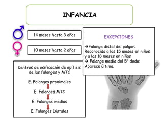 INFANCIA


        14 meses hasta 3 años                EXCEPCIONES

                                   Falange distal del pulgar:
        10 meses hasta 2 años      Reconocida a los 15 meses en niños
                                   y a los 18 meses en niñas
                                    Falange media del 5° dedo:
Centros de osificación de epífisis Aparece última.
     de las falanges y MTC

     E. Falanges proximales

        E. Falanges MTC

       E. Falanges medias

      E. Falanges Distales
 