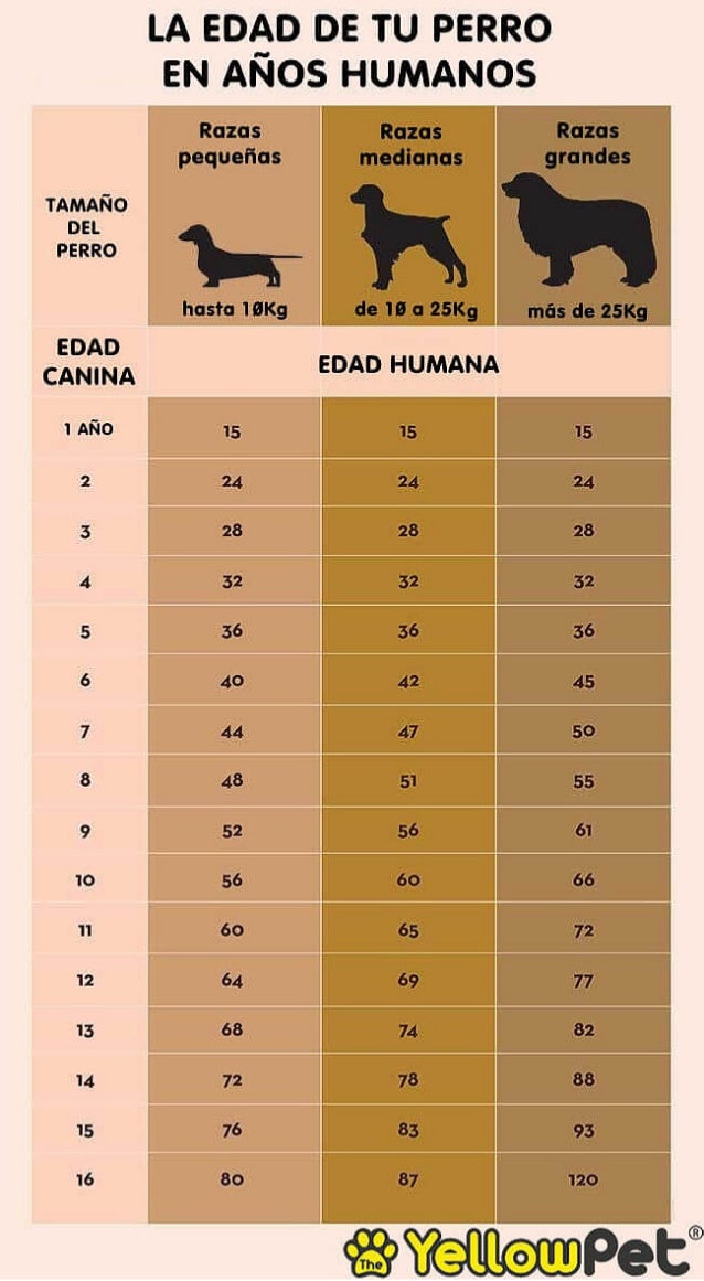 ¿Cuántos años tiene tu perro en edad humana?
