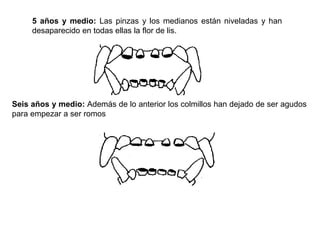 5 años y medio: Las pinzas y los medianos están niveladas y han
desaparecido en todas ellas la flor de lis.
Seis años y medio: Además de lo anterior los colmillos han dejado de ser agudos
para empezar a ser romos
 
