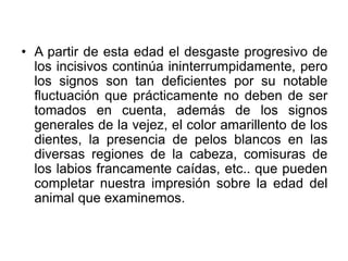 • A partir de esta edad el desgaste progresivo de
los incisivos continúa ininterrumpidamente, pero
los signos son tan deficientes por su notable
fluctuación que prácticamente no deben de ser
tomados en cuenta, además de los signos
generales de la vejez, el color amarillento de los
dientes, la presencia de pelos blancos en las
diversas regiones de la cabeza, comisuras de
los labios francamente caídas, etc.. que pueden
completar nuestra impresión sobre la edad del
animal que examinemos.
 
