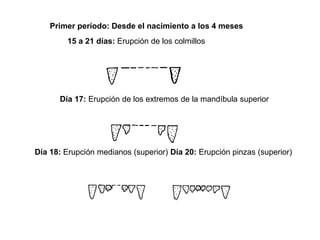 Primer período: Desde el nacimiento a los 4 meses
15 a 21 días: Erupción de los colmillos
Día 17: Erupción de los extremos de la mandíbula superior
Día 18: Erupción medianos (superior) Día 20: Erupción pinzas (superior)
 