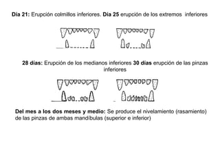 Día 21: Erupción colmillos inferiores. Día 25 erupción de los extremos inferiores
28 días: Erupción de los medianos inferiores 30 días erupción de las pinzas
inferiores
Del mes a los dos meses y medio: Se produce el nivelamiento (rasamiento)
de las pinzas de ambas mandíbulas (superior e inferior)
 