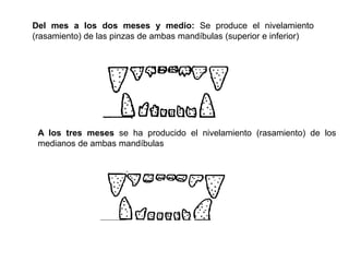 Del mes a los dos meses y medio: Se produce el nivelamiento
(rasamiento) de las pinzas de ambas mandíbulas (superior e inferior)
A los tres meses se ha producido el nivelamiento (rasamiento) de los
medianos de ambas mandíbulas
 