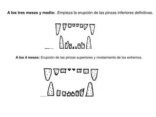 A los tres meses y medio: .Empieza la erupción de las pinzas inferiores definitivas.
A los 4 meses: Erupción de las pinzas superiores y nivelamiento de los extremos.
 