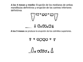 A los 4 meses y medio: Erupción de los medianos de ambas
mandíbulas definitivos y erupción de los caninos inferiores
definitivos
A los 5 meses se produce la erupción de los colmillos superiores.
 