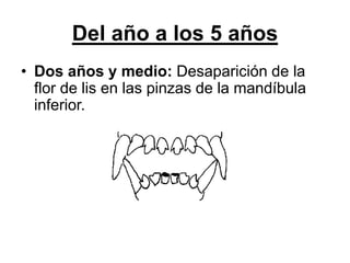 Del año a los 5 años
• Dos años y medio: Desaparición de la
flor de lis en las pinzas de la mandíbula
inferior.
 