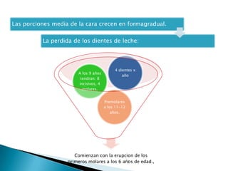 Las porciones media de la cara crecen en formagradual.

          La perdida de los dientes de leche:




                                           4 dientes x
                       A los 9 años
                                               año
                        tendran: 8
                       incisivos, 4
                         molares.


                                      Premolares
                                      a los 11-12
                                          años.




                      Comienzan con la erupcion de los
                   primeros molares a los 6 años de edad.,
 