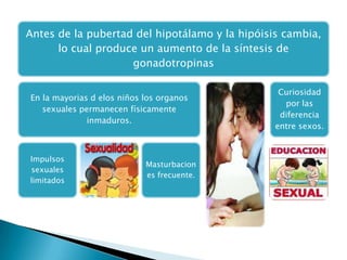 Antes de la pubertad del hipotálamo y la hipóisis cambia,
      lo cual produce un aumento de la síntesis de
                    gonadotropinas

                                                 Curiosidad
En la mayorias d elos niños los organos
                                                  por las
   sexuales permanecen físicamente
                                                 diferencia
              inmaduros.
                                                entre sexos.



Impulsos
                            Masturbacion
sexuales
                            es frecuente.
limitados
 