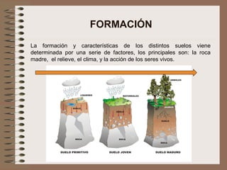 FORMACIÓN
La formación y características de los distintos suelos viene
determinada por una serie de factores, los principales son: la roca
madre, el relieve, el clima, y la acción de los seres vivos.
 