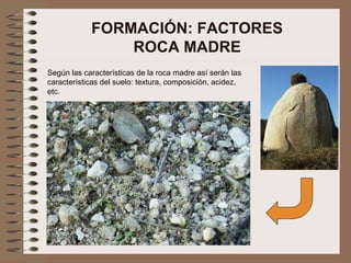 FORMACIÓN: FACTORES
ROCA MADRE
Según las características de la roca madre así serán las
características del suelo: textura, composición, acidez,
etc.
 